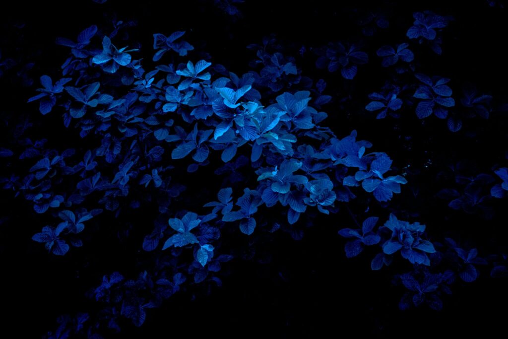 Lending Blog - dark image with blue flowers