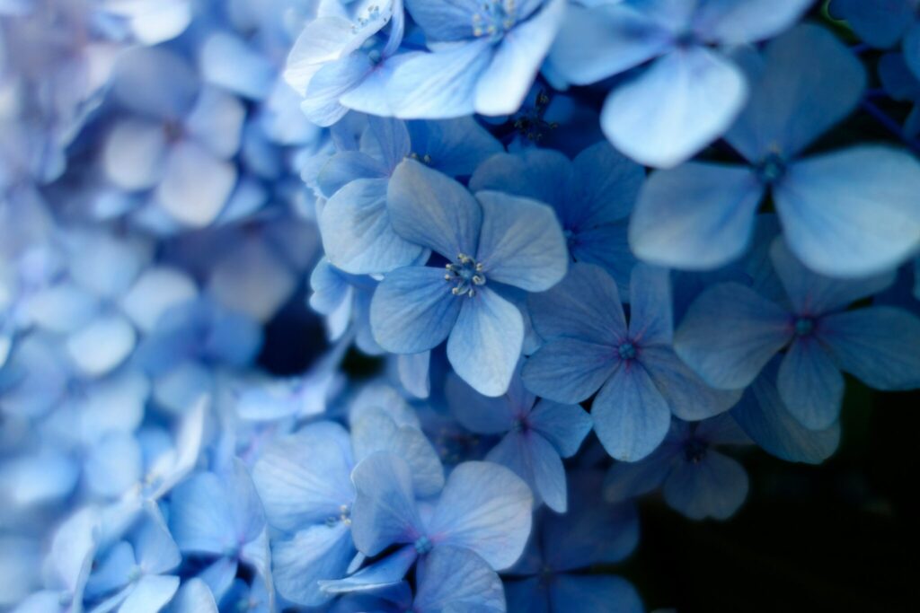 Contact - connect - blue flowers